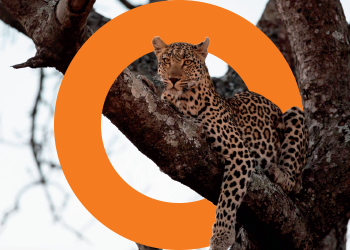 Poynting-Leopard-Conservation